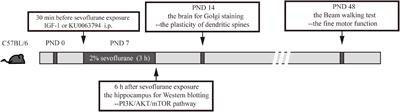 Sevoflurane exposure may cause dysplasia of dendritic spines and result in fine motor dysfunction in developing mouse through the PI3K/AKT/mTOR pathway